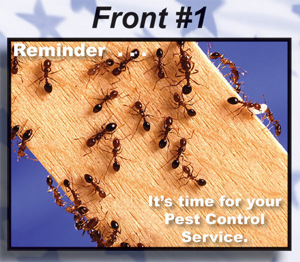 #1 Ants