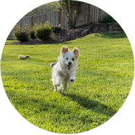 Dog Training