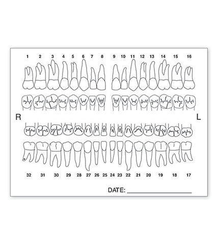 Anatomy Label Tooth Chart #4665